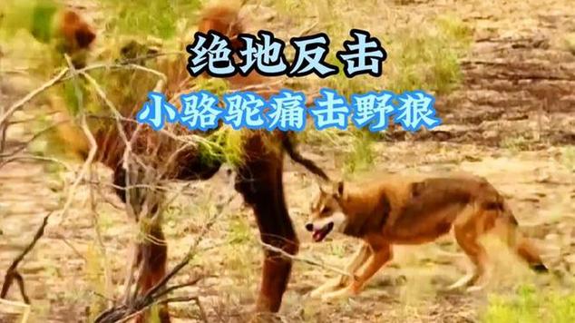 多名游客用脚踹骆驼