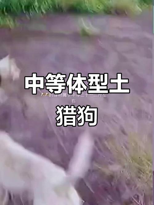 2025全年正版资料大全和中国下司犬外网爆火与中国下司犬介绍