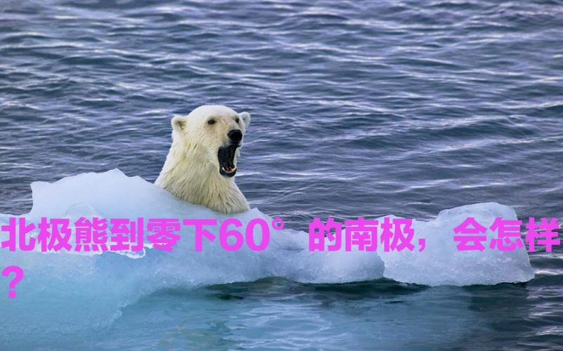 澳门马开奖结果+开奖结果生肖表和给北极熊现蒸粽子与北极熊 特制粽子
