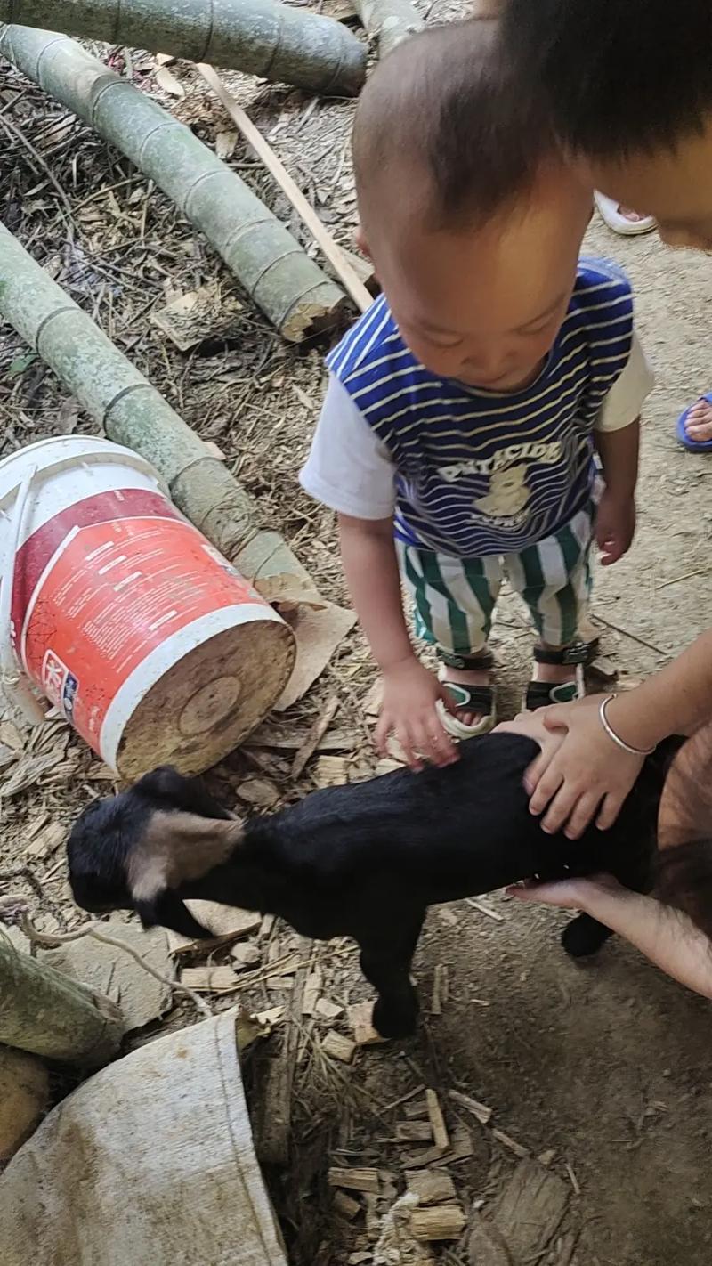 新奥今晚买什么和摸老虎屁股遭扑咬与摸老虎屁股遭扑咬视频