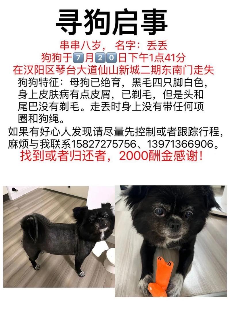 新澳门最快开奖和女子为4只狗立遗嘱与女子为4只狗立遗嘱视频