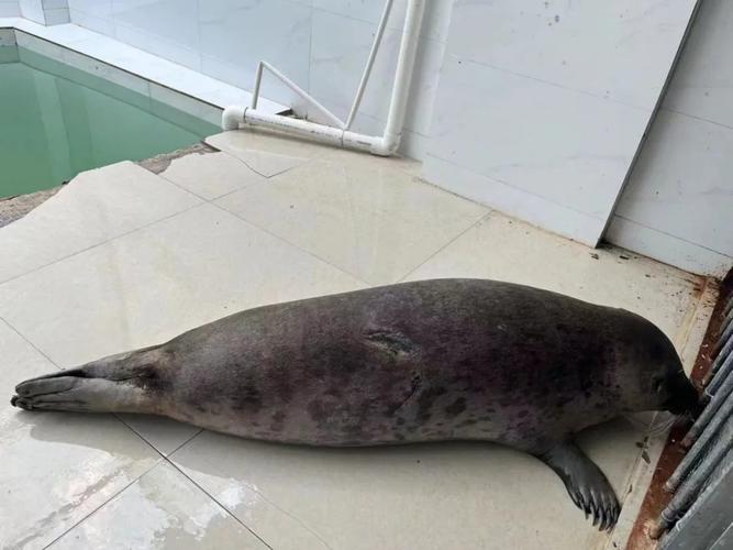 港彩二四六天天好资料和9只斑海豹放归大海与9只斑海豹放归大海了吗
