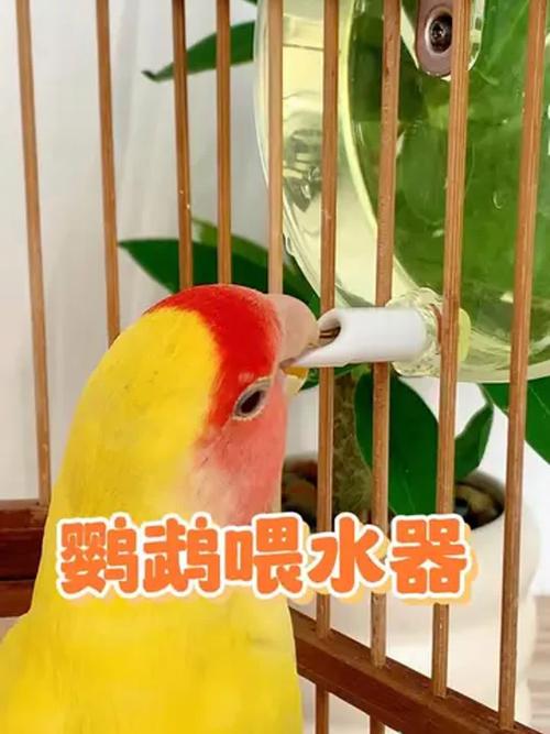 澳门马开奖结果+开奖结果生肖表和鹦鹉开饮水器喝水与鹦鹉开饮水器喝水好吗