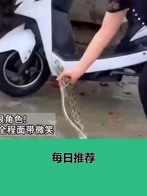 新澳门最快开奖和因好奇徒手抓蛇被咬与因好奇徒手抓蛇被咬了
